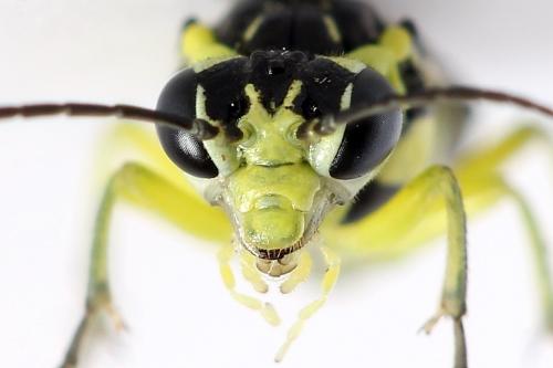 Cytisogaster picta