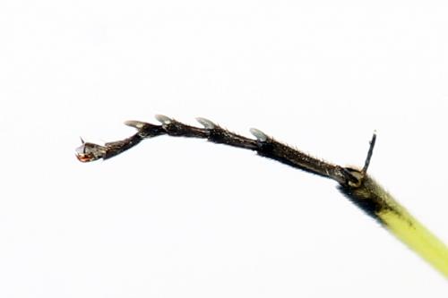 Cytisogaster picta