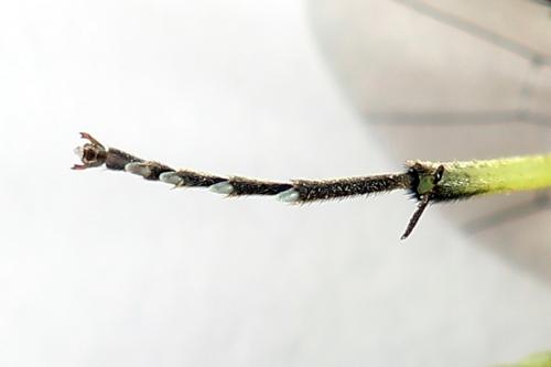 Cytisogaster picta