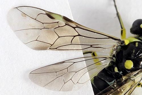 Cytisogaster picta