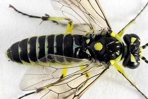 Réf. 250 584 : Cytisogaster picta