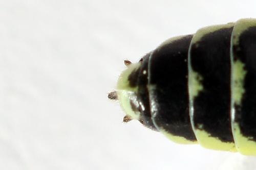 Cytisogaster picta
