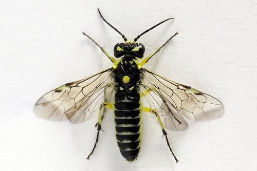 Réf. 250 589 : Cytisogaster picta