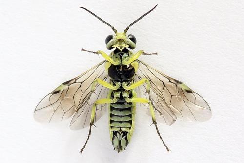 Cytisogaster picta