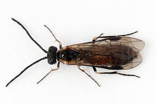 Strongylogaster mixta