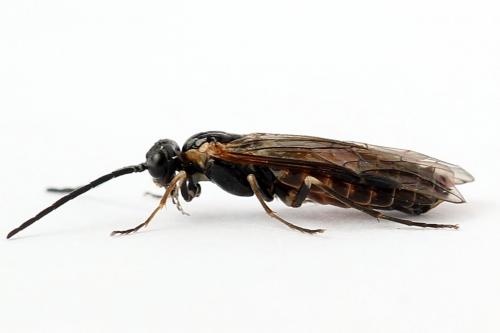 Strongylogaster mixta