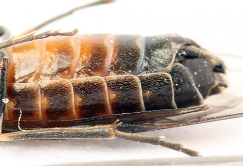 Strongylogaster mixta