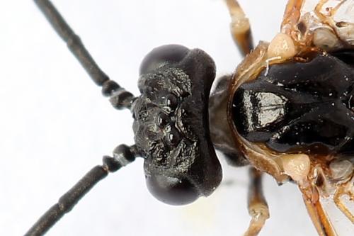 Strongylogaster mixta