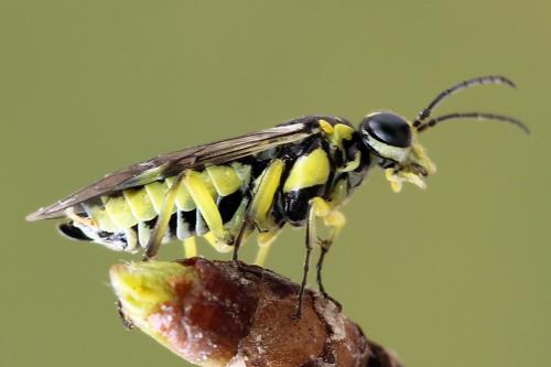 Réf. 250 591 : Cytisogaster picta