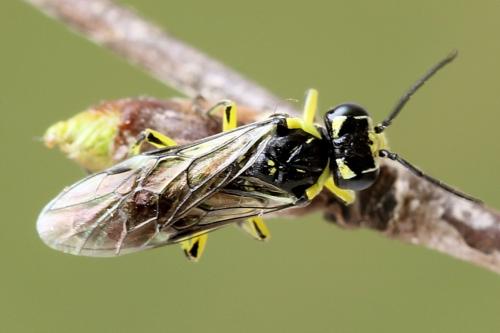 Cytisogaster picta