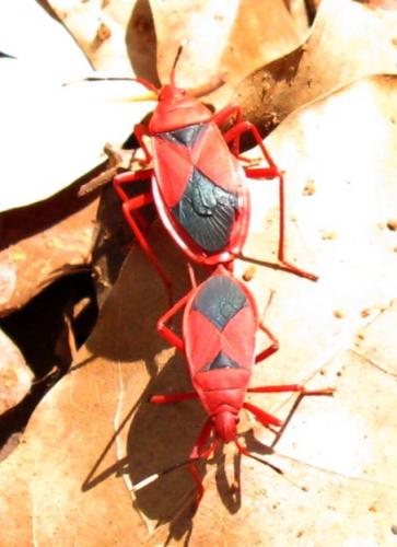 Réf. 250 626 : Probergrothius sanguinolens