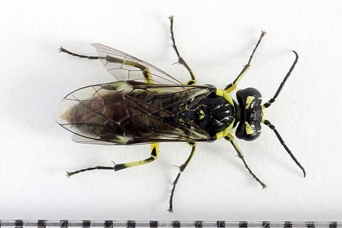 Cytisogaster picta