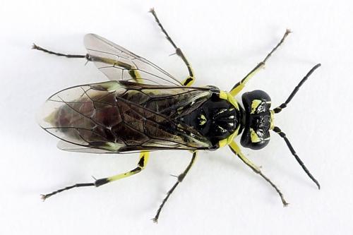 Cytisogaster picta