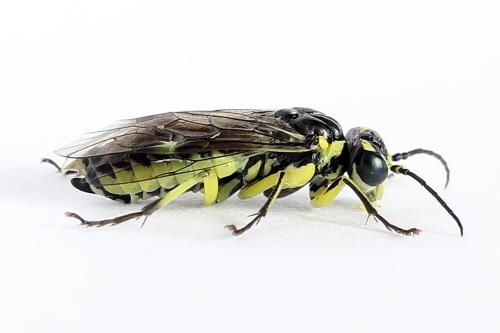 Cytisogaster picta