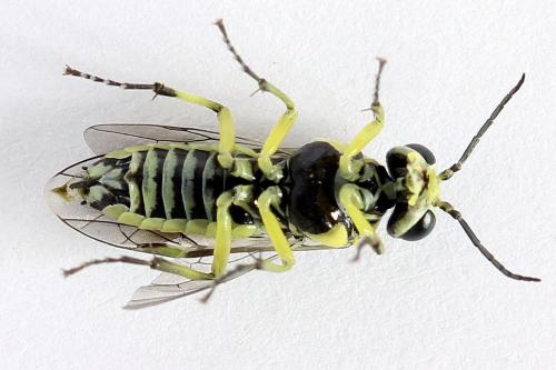 Cytisogaster picta