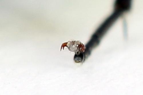 Cytisogaster picta