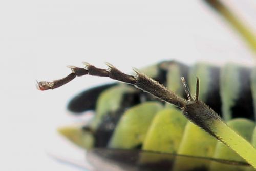 Cytisogaster picta