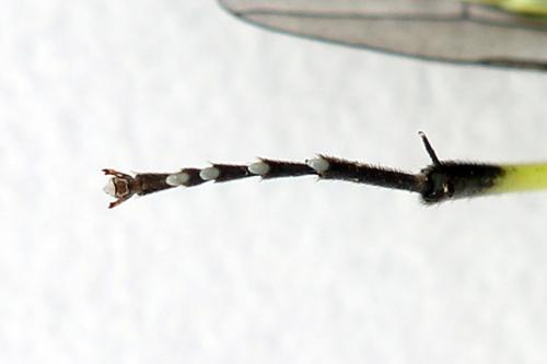 Cytisogaster picta