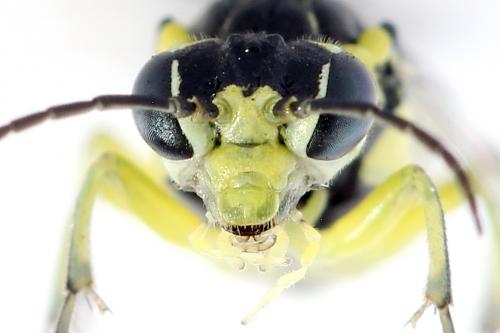 Cytisogaster picta