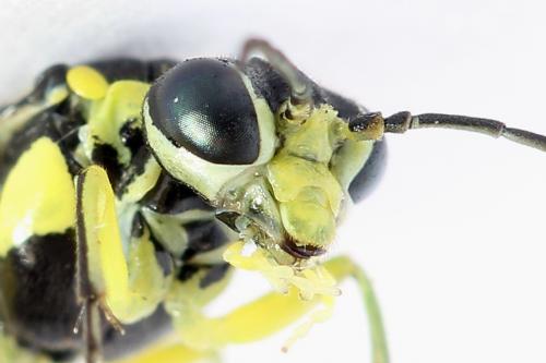 Cytisogaster picta
