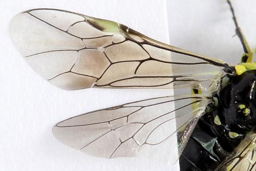 Cytisogaster picta