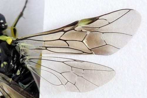 Cytisogaster picta