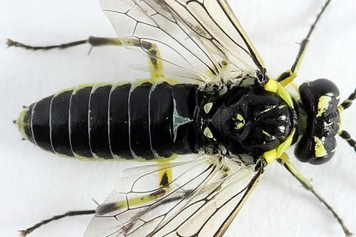 Réf. 250 606 : Cytisogaster picta