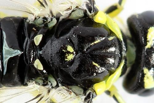 Cytisogaster picta