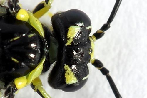 Cytisogaster picta