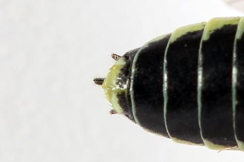Cytisogaster picta