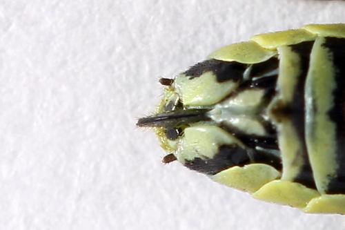 Cytisogaster picta