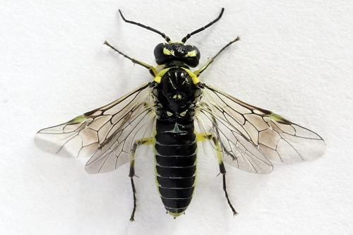 Cytisogaster picta