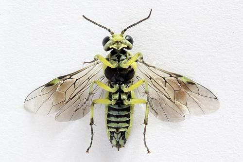 Cytisogaster picta