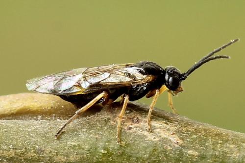 Euura bridgmanii