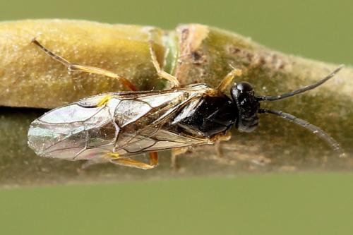 Euura bridgmanii