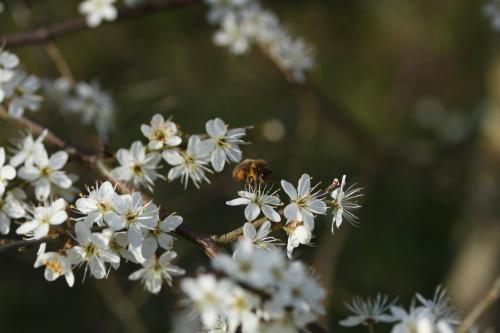 Apis mellifera