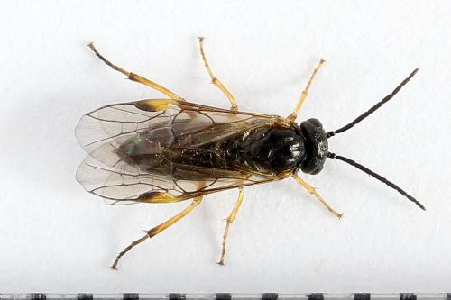 Euura bridgmanii