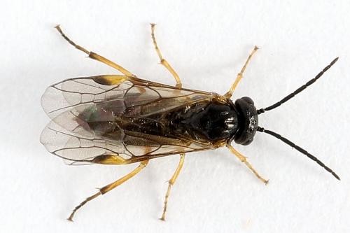 Euura bridgmanii