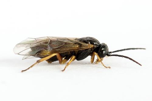 Euura bridgmanii