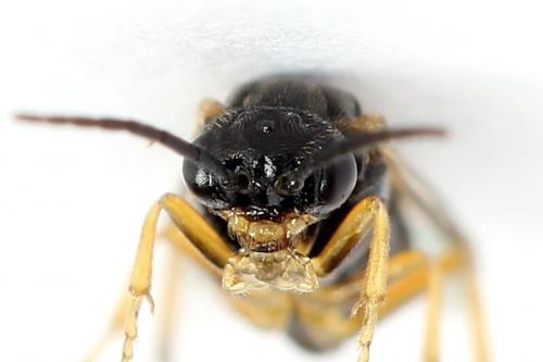 Euura bridgmanii