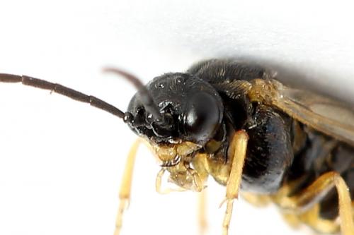 Euura bridgmanii