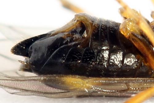 Euura bridgmanii