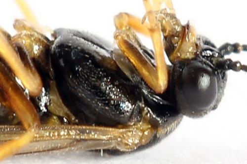 Euura bridgmanii
