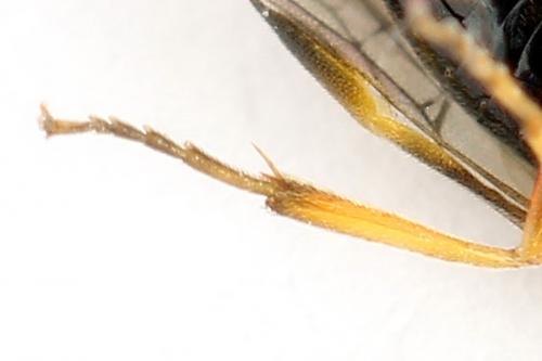 Euura bridgmanii