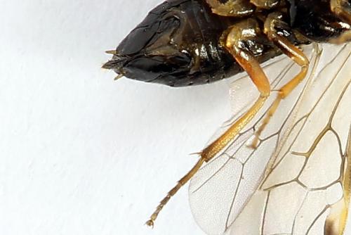 Euura bridgmanii