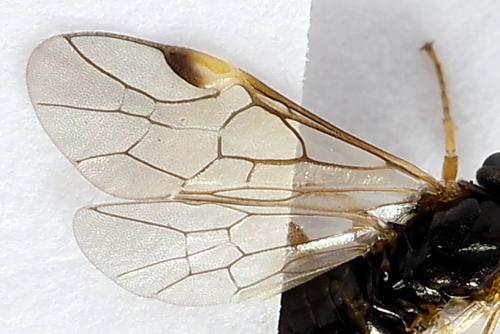 Euura bridgmanii