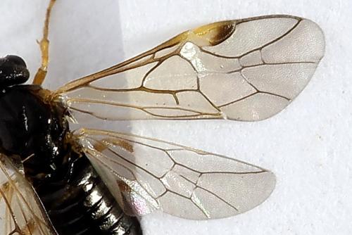 Euura bridgmanii