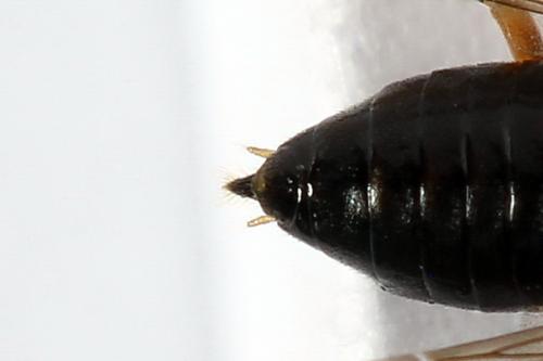 Euura bridgmanii