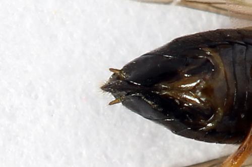 Réf. 250 449 : Euura bridgmanii