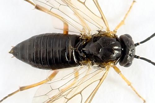 Euura bridgmanii